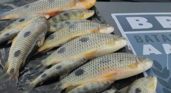 Batalhão Ambiental intensifica fiscalização durante período da piracema em Goiás